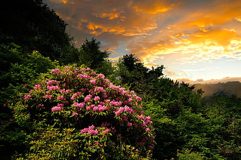 God's bouquet, god, bouquet, nice, fiery, amazing, sunset, sundown, gorgeous, bushes, beautiful, mountain, summer, clouds, nature, sky, flowers, lovely HD wallpaper