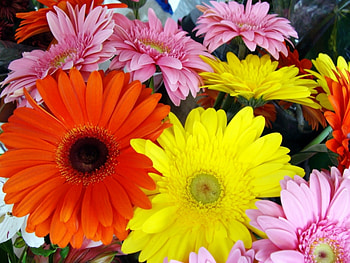 Plants, Flowers HD wallpaper