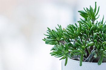 Flowers, Branches, Indoor Plant, Houseplant, Pot HD wallpaper