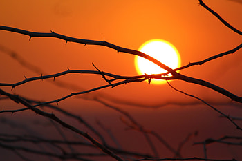 Nature, Sun, Dawn, Bright, Branches, Morning HD wallpaper