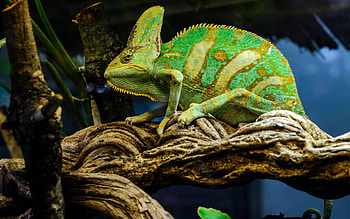 Chameleon, animal, nature, lizard HD wallpaper