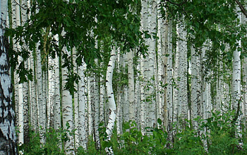 Birch trees, Autumn wonderland, Birch forest, Fall colors HD wallpaper