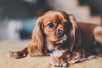 Animals, Dog, Muzzle, Puppy HD wallpaper