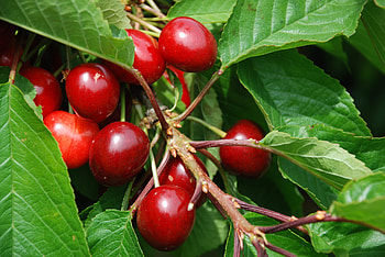 Cherry Tree, Bentinck farm, Nature HD wallpaper