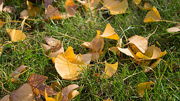 Ginkgo Biloba, Timeless beauty, Majestic trees, Captivating HD wallpaper