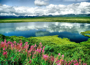 silence_no_motion, reflection, clouds, sky, nature, flowers, grass, lake HD wallpaper