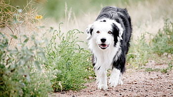 Beautiful dog, dog, animal, white, black, beautiful, grass, beauty, fur, flower, green, yellow, nature HD wallpaper