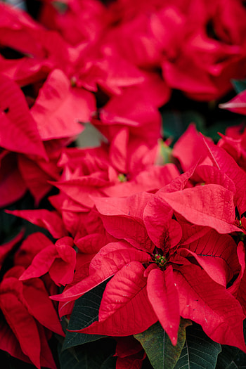 Flowers, Plant, Decorative, Poinsettia HD phone wallpaper