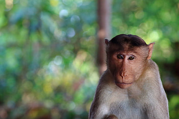 Animals, Muzzle, Blur, Smooth, Monkey HD wallpaper