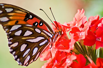 Butterfly, animal, sky, flower HD wallpaper