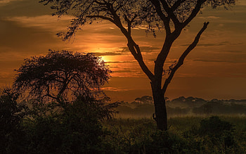 African Sunset, nature, forest, silhouette, sunset HD wallpaper