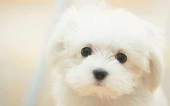 Close-up, Bolognese Dog HD wallpaper