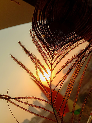 Peacock, sunrise, terrestrial_plant HD phone wallpaper