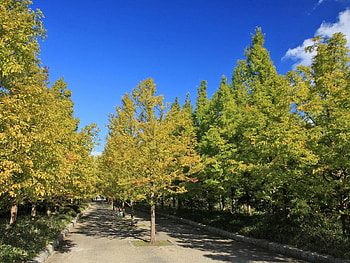 Nature, Trees, Autumn, Road HD wallpaper