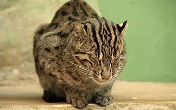 Animals, Sit, Spotty, Spotted, Rest, Relaxation, Fishing Cat, Cat-Fisherman HD wallpaper