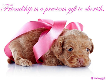 PRECIOUS GIFT, GIFT, PRECIOUS, COMMENT, CARD HD wallpaper