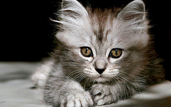 Animals, Cats HD wallpaper