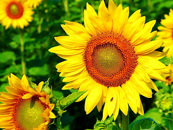 Plants, Sunflowers HD wallpaper