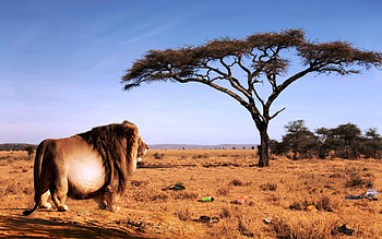 Animals, Lions HD wallpaper