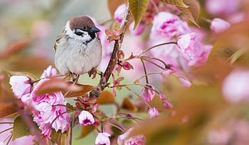 Beautiful sparrow, Nature's gift, Avian essence, Perfect HD wallpaper