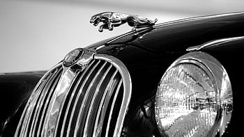 Close-up of a classic Jaguar hood ornament and grille in a monochrome style. HD wallpaper