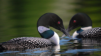 Loons on a lake, , Good pix gallery HD wallpaper