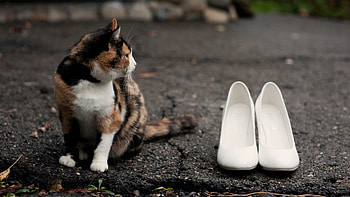 Animals, Road, Cat, Spotty, Spotted, Shoes HD wallpaper