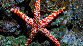 Reef, Starfish HD wallpaper