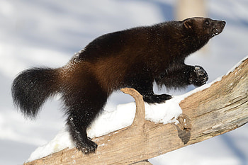 Wolverine animal, Animals wild, Gulo gulo, Wolverine HD wallpaper