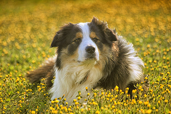 Dog, furry, outdoor, calm, meadow HD wallpaper