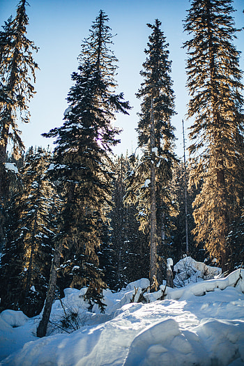 Winter, Nature, Trees, Pine, Snow, Forest HD phone wallpaper