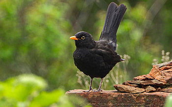 Black Bird, Latvia, bird, rock HD wallpaper