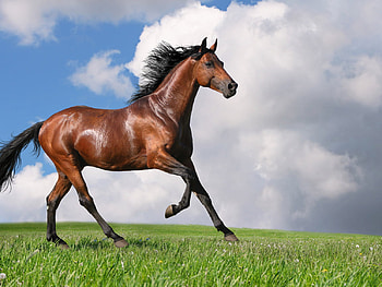 Horse, animal, grass, run HD wallpaper