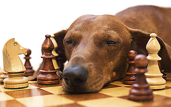 Chess, Animals, Dog, Muzzle, Dachshund, Fatigue HD wallpaper