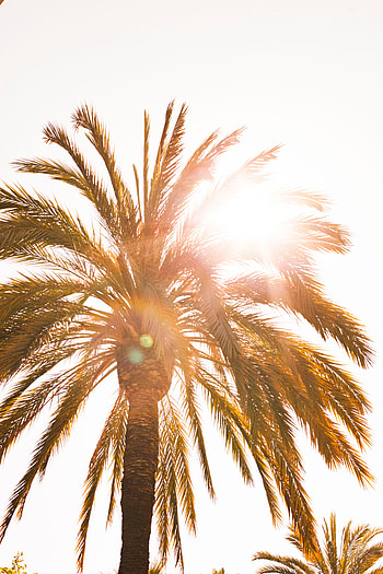 Bright, Nature, Sun, Glare, Shine, Light, Palm HD phone wallpaper