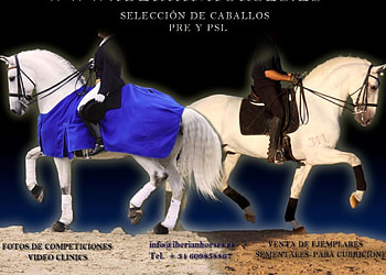Andalusian Vs Lusitan, andalusian, horses, lusitan, iberian HD wallpaper
