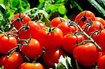 Food, Vegetables, Branch, Tomatoes HD wallpaper