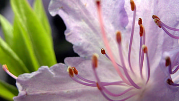 Flower, Macro, Petals, Tenderness, Stamens HD wallpaper
