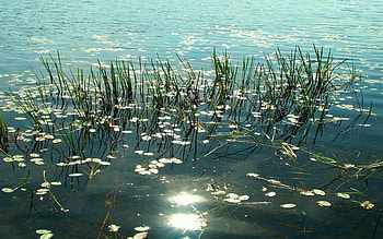Star Light Star Bright, star, light, bright HD wallpaper