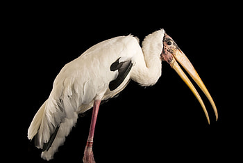 Milky stork in Ark, Conservation focus, National Geographic Society, Stunning ry HD wallpaper