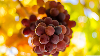 High-definition grape , and mobile compatible, Ultra , Best quality HD wallpaper