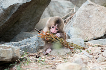 Monkeys stones animals, Monkey baby , backgrounds HD wallpaper