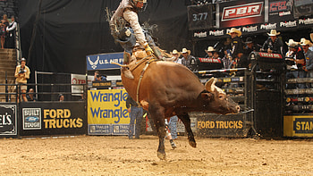 Bullriding , Stunning visuals, Intense moments, Cowboy's courage HD wallpaper
