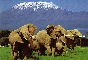 Kilimanjaro National Park, other, elephants, people, mountains HD wallpaper