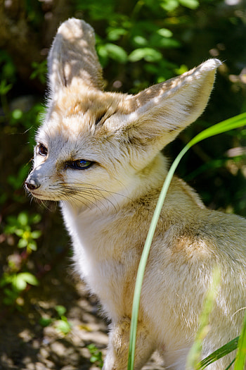 Animals, Fox, Sight, Opinion, Animal, Nice, Sweetheart, Fenech HD phone wallpaper