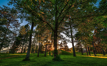 Nature, Trees, Grass, Shine, Light, Shadow HD wallpaper