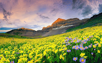 Nature, Flowers, Grass, Mountains, Field HD wallpaper