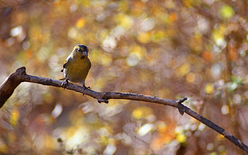 Animals, Branch, Boquet, Bokeh, Little Bird, Birdie HD wallpaper