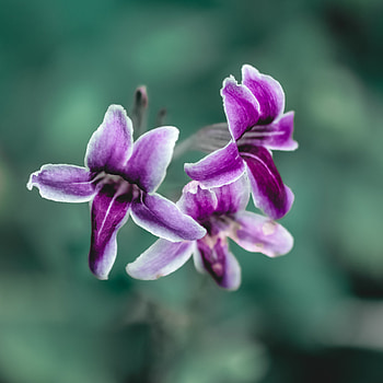 Purple flowers, close up, bloom, spring HD phone wallpaper