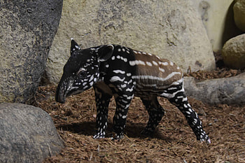 Rare Malayan tapir, Rotterdam Zoo, Live birth, Webcam HD wallpaper